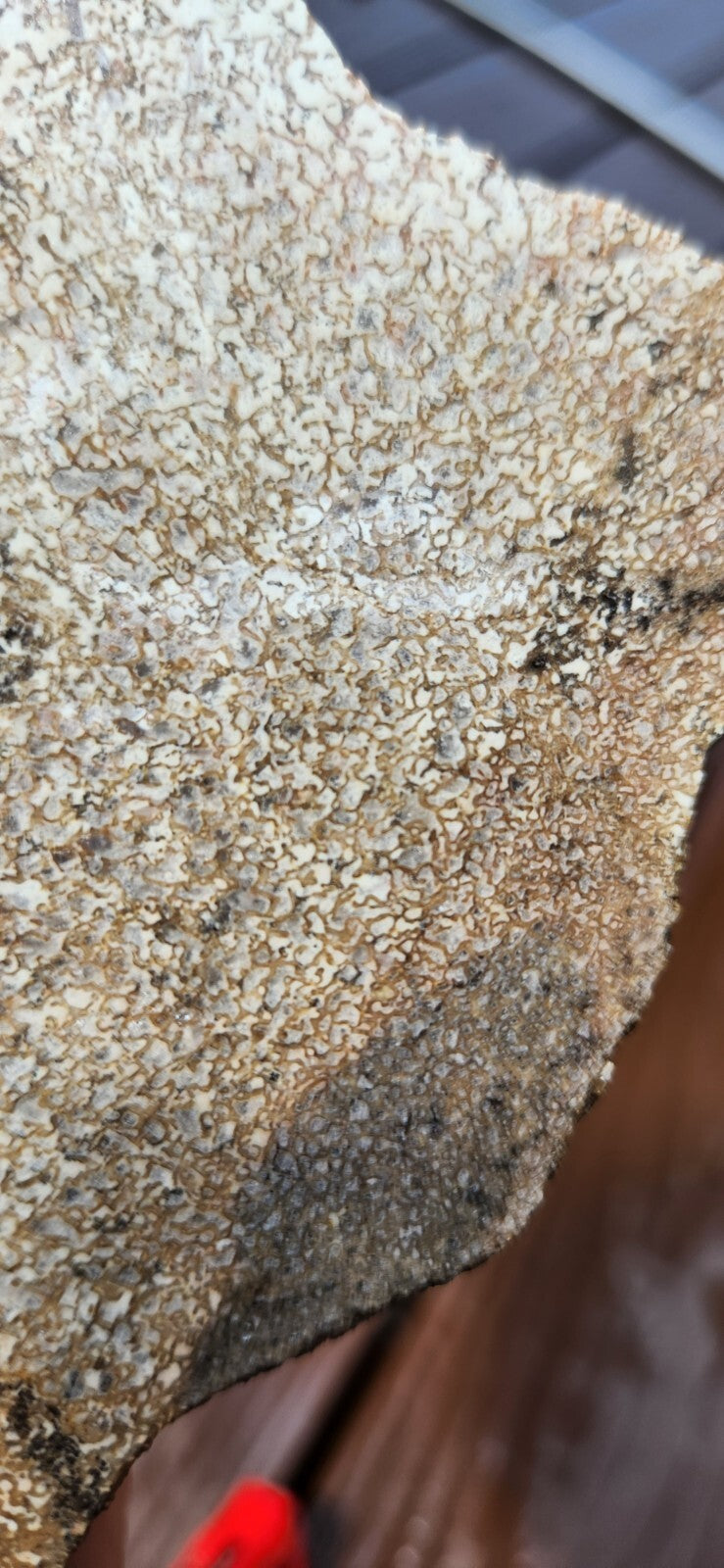 2lb 10oz White Dino Bone Gembone Fossil Lapidary Rough