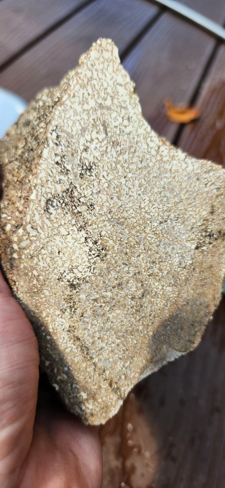 2lb 10oz White Dino Bone Gembone Fossil Lapidary Rough