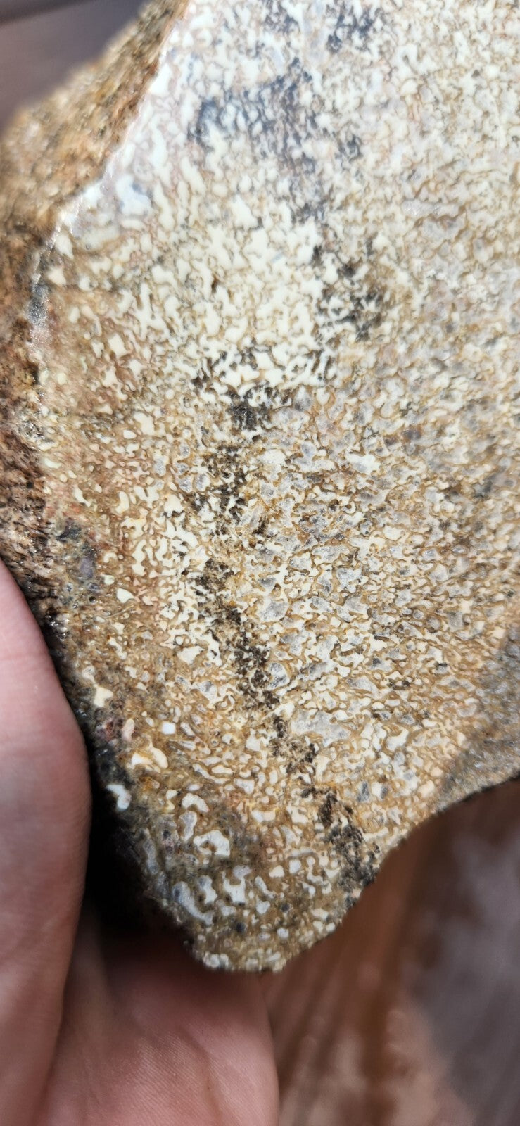 2lb 10oz White Dino Bone Gembone Fossil Lapidary Rough