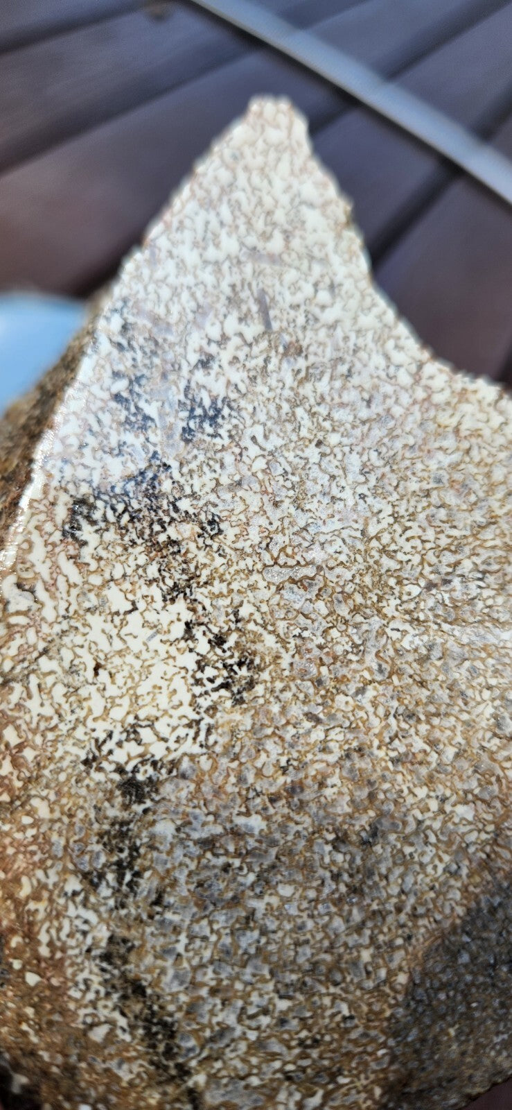 2lb 10oz White Dino Bone Gembone Fossil Lapidary Rough