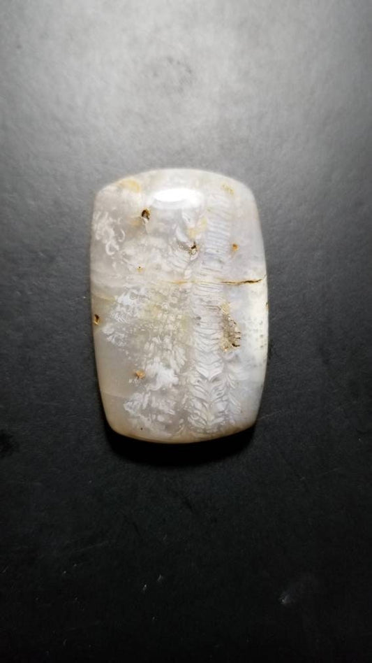 53ct fossil coral rectangle cushion cabochon